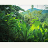 Rewild Organics Regenerative Forest Farm, VerdEnergia Pacifica - Costa Rican Reforested Mountain Slope Covered in Turrmeric Superfood