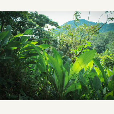 Rewild Organics Regenerative Forest Farm, VerdEnergia Pacifica - Costa Rican Reforested Mountain Slope Covered in Turrmeric Superfood