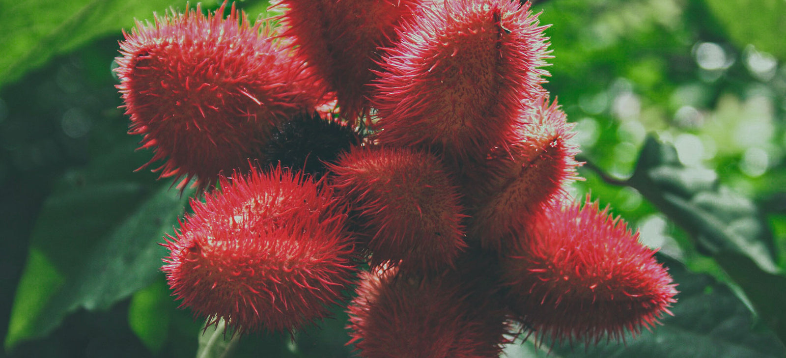 Bright pink flower with small petals