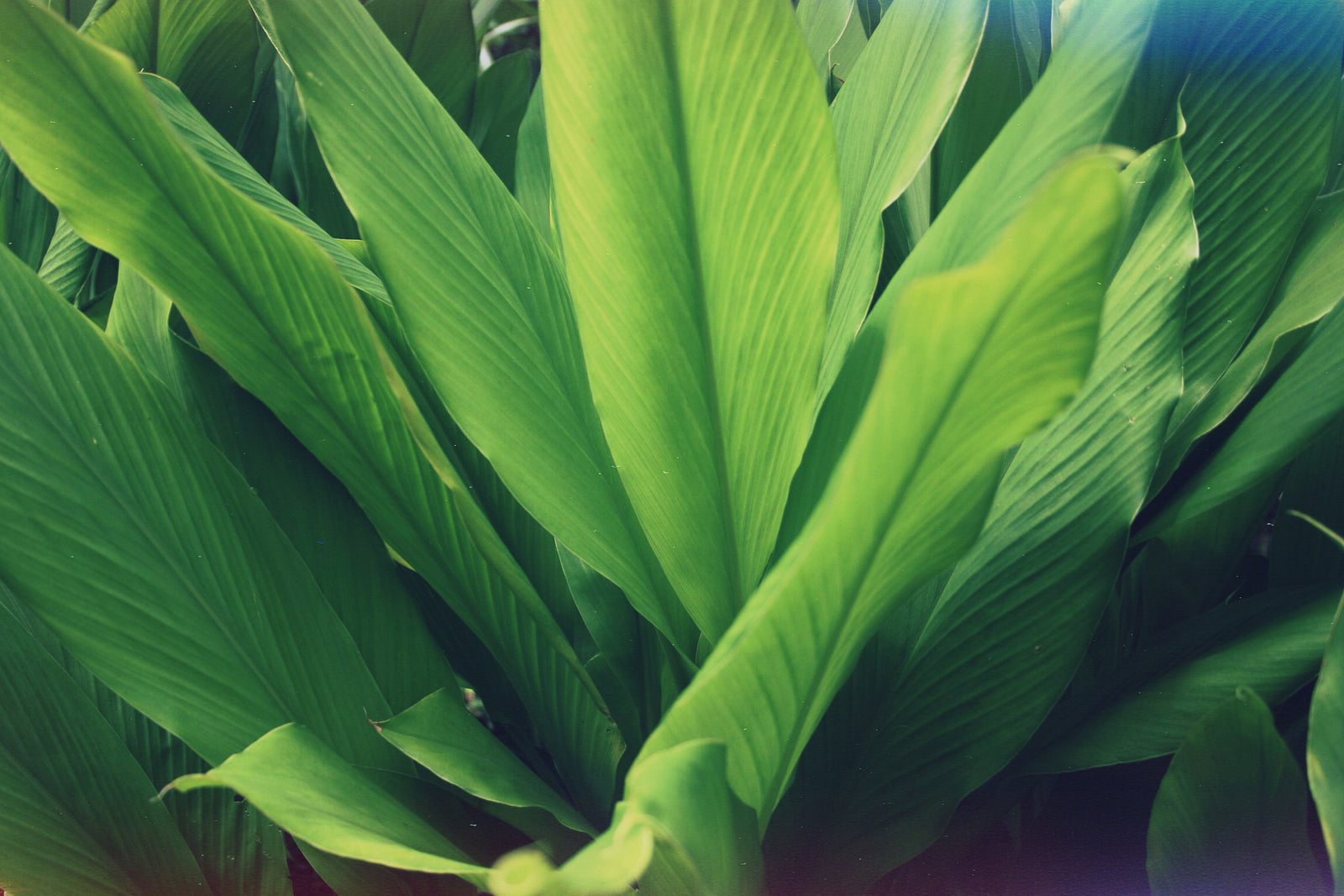 Plant with long, green leaves